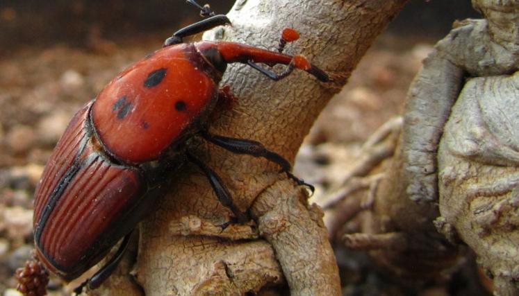 Alerta por la presencia del picudo rojo en la Ciudad de Buenos Aires