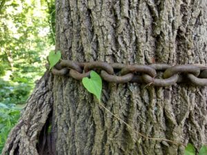 árbol encadenado en Balvanera