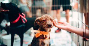 Perros y gatos Ciudad de Buenos Aires