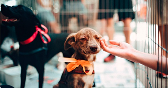 Perros y gatos Ciudad de Buenos Aires